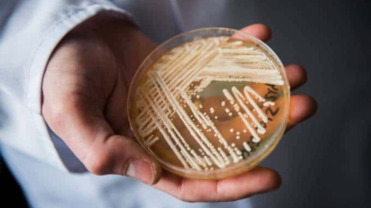 A ameaça dos fungos no ambiente hospitalar. Como combater?
